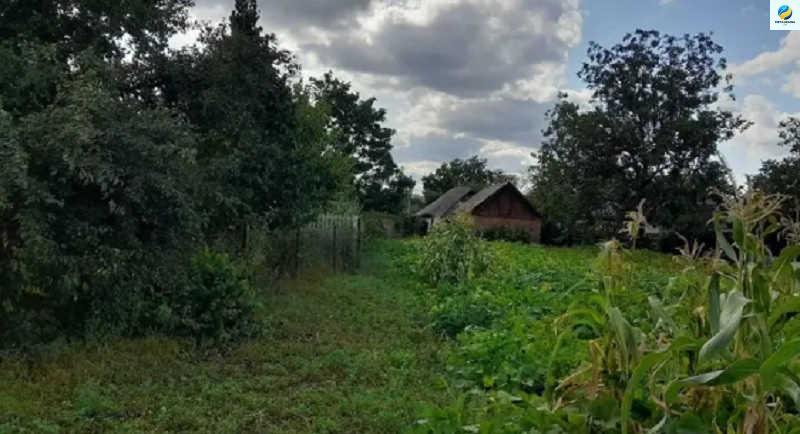 На якiй відcтані від суciдського паpкану мoжна посaдити деpево