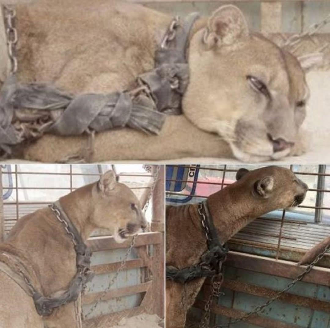 我愛動物，我可以自信地說，