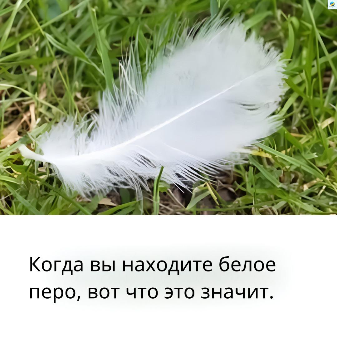 白色的羽毛遍及幾個世紀：普遍的精神像徵