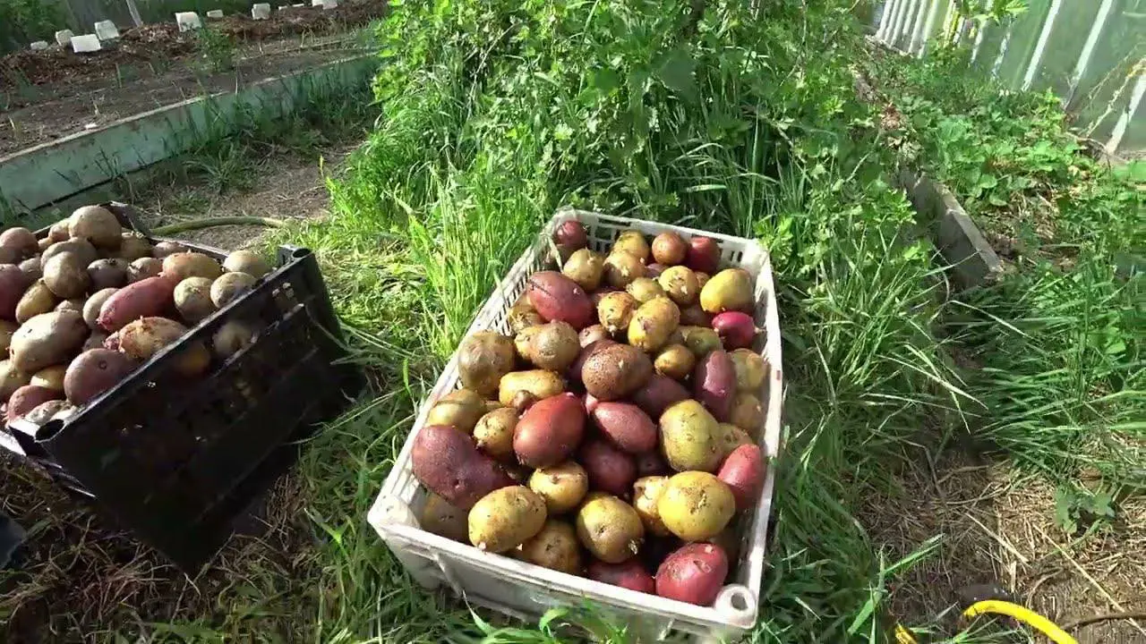 Ллю це під корінь – і з кожного куща збираю по 5 кг картоплі: щедрий урожай дають навіть невдалі сорти