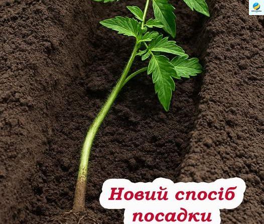 Моя сусідка все життя садила помідори не так. А потім випадково зробила одну річ — і тепер збирає відра врожаю!