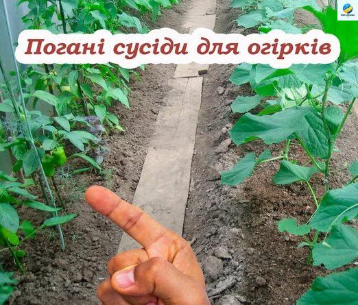 У вас постійно поганий  урожай? Ось що не можна садити поруч з огірками: рослини, які не варто садити поблизу, якщо не хочете втратити врожай. Агрономи дали корисну пораду