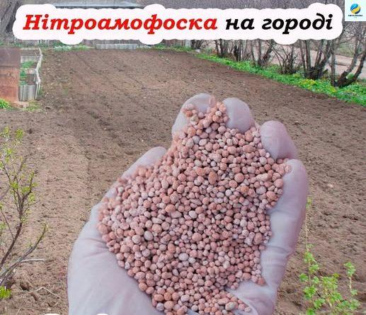 Нітроамофоска на городі: як правильно її застосовувати, щоб отримати великий врожай. Розказуємо, які рослини можна підживлювати нею, а які ні