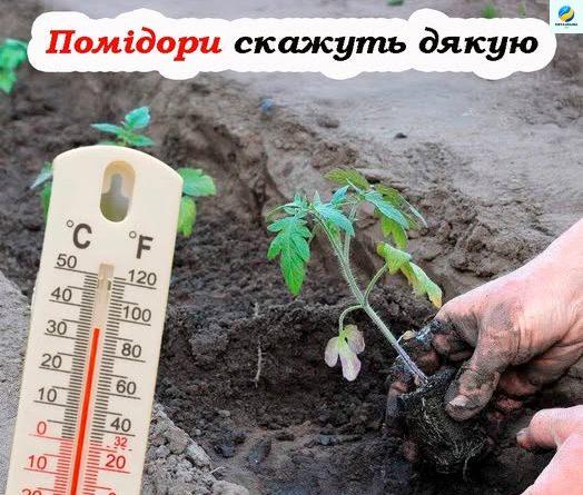 Головний показник, на який слід звернути увагу під час посадки помідорів у відкритий ґрунт