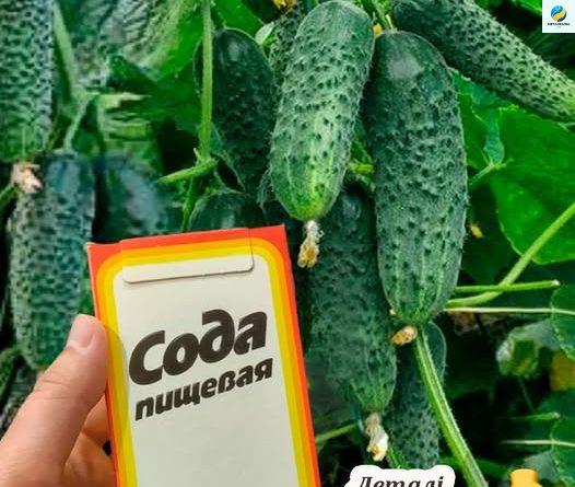 Навіщо поливати огірки содою, та як правильно приготовити цей розчин