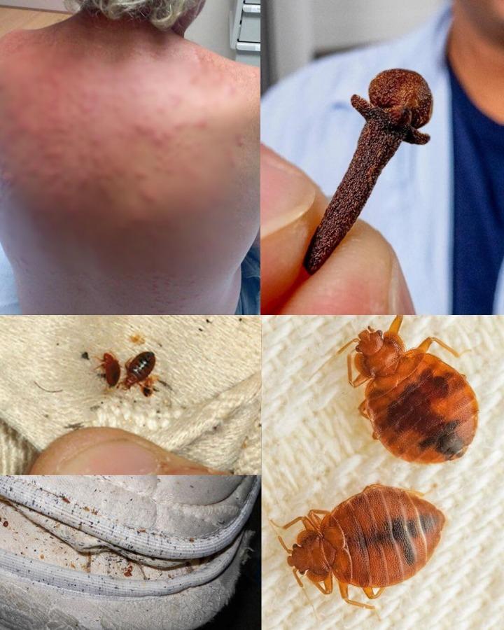 素質土地：針對臭蟲的天然武器