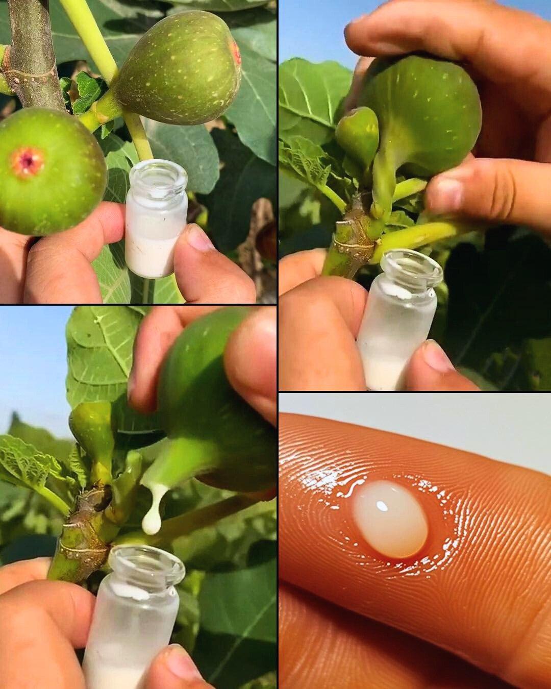 15無花果汁的顯著有益特性