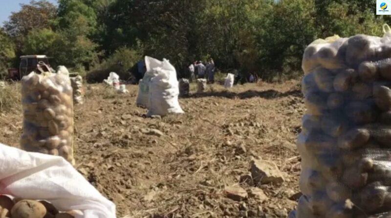 Моя бабуся підгодовувала картоплю своїм “секретним еліксиром” і вона вродила по 5 кг з куща! Рецепт з грядки дитинства.