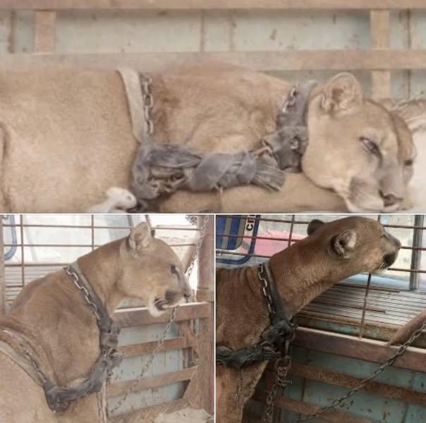 我愛動物，我可以自信地說，